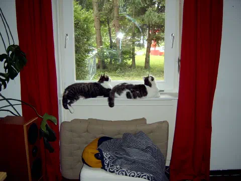 Zwei Katzen liegen nebeneinander auf dem Fensterbrett und schauen nach draußen