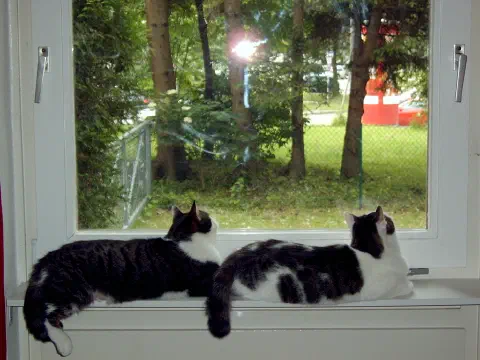 Nahaufnahme der beiden Katzen auf dem Fensterbrett beim Vogelbeobachten