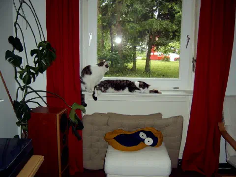 Katze liegt auf dem Fensterbrett und schaut aufmerksam nach draußen