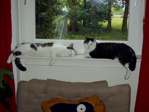 Zwei Katzen entspannen nebeneinander auf dem Fensterbrett, eine schlafend