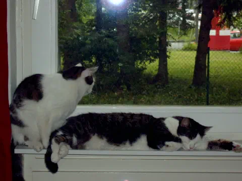 Zwei Katzen kuscheln eng zusammen auf dem Fensterbrett