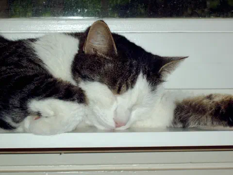 Nahaufnahme einer schlafenden Katze auf dem Fensterbrett