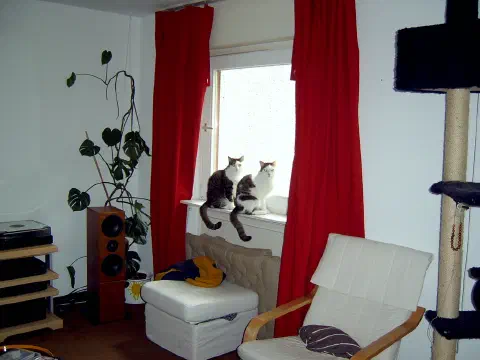 Beide Katzen sitzen aufrecht auf dem Fensterbrett neben dem Kratzbaum