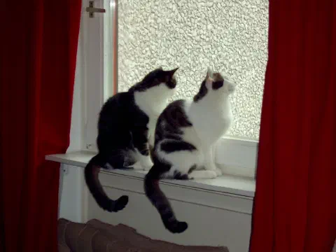 Zwei Katzen sitzen auf dem Fensterbrett und schauen nach oben