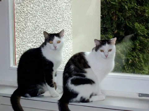 Beide Katzen sitzen nebeneinander auf dem Fensterbrett und blicken in die Kamera