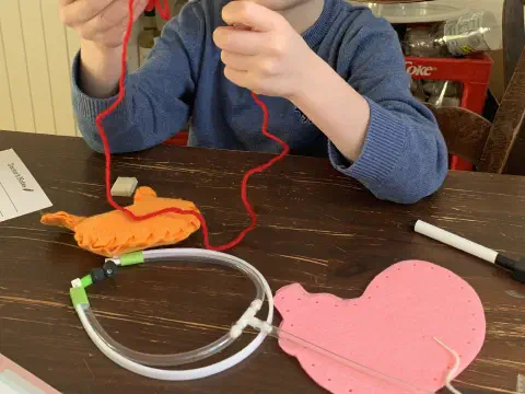 Kind verbindet Filz-Organe mit Schläuchen zu einem Kreislauf-Modell