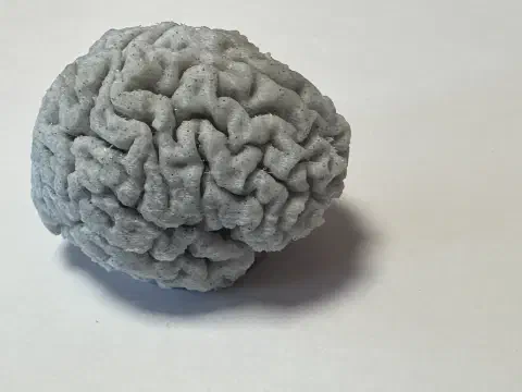 3D-gedrucktes Gehirnmodell aus MRT-Daten, Nahaufnahme von oben