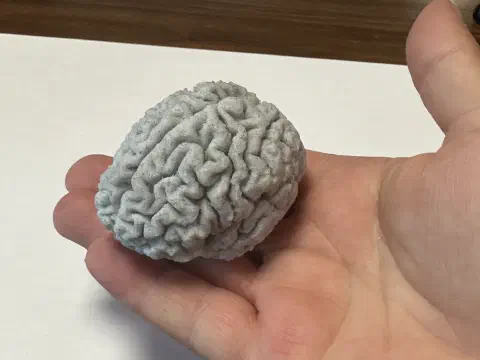 3D-gedrucktes Gehirnmodell in der Hand, Größenvergleich