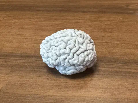 3D-gedrucktes Gehirnmodell auf Holztisch, Seitenansicht