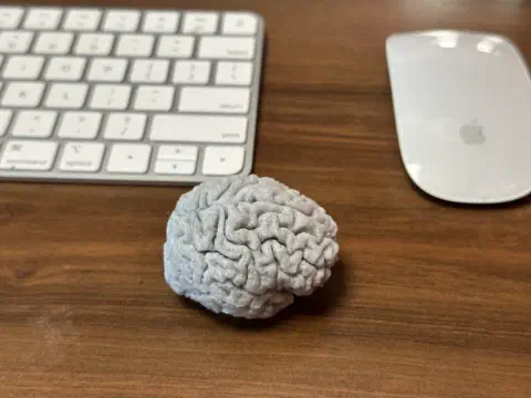 3D-gedrucktes Gehirnmodell auf dem Schreibtisch neben Tastatur
